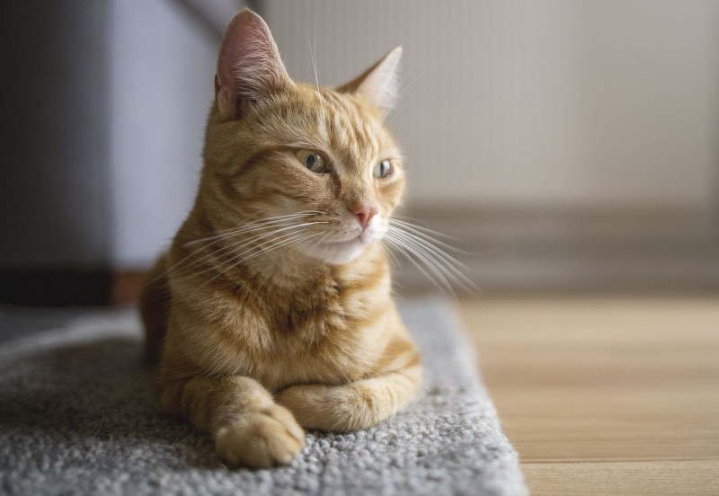Кот болеет
