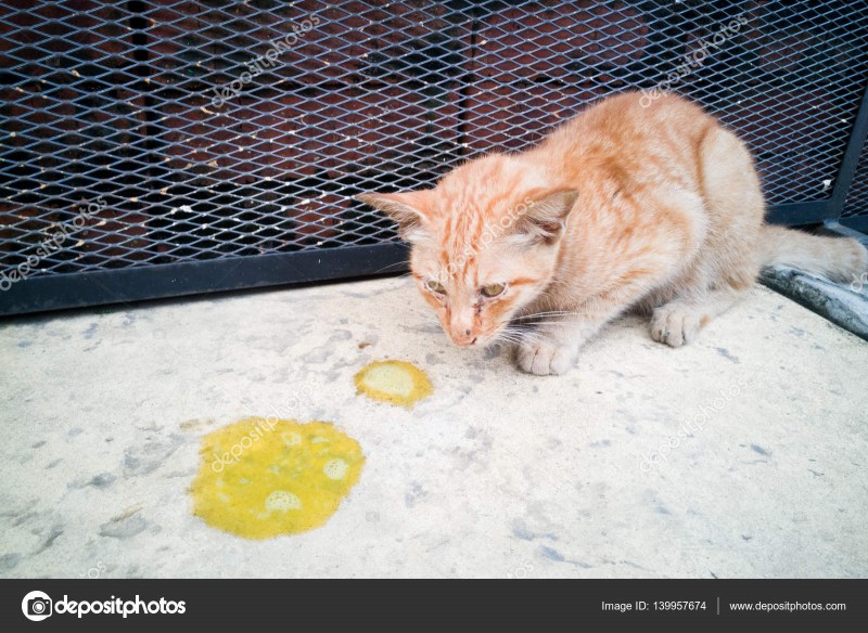 Котов