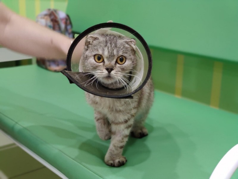 Кошка больная бешенством