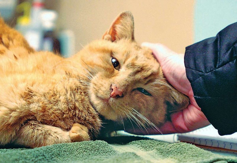 Кошка в ветеринарной клинике