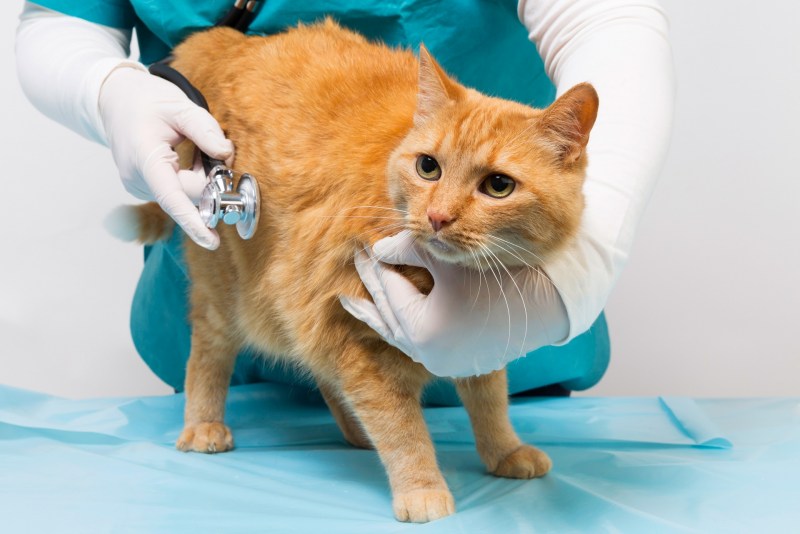 Pain in Cats