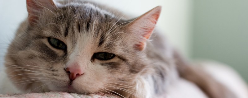 Почечная недостаточность у кота симптомы