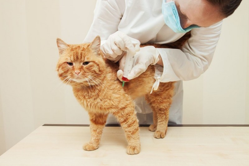 Котенок у ветеринара