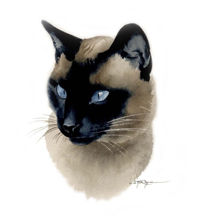 Сиамская кошка для срисовки - картинки и фото koshka.top
