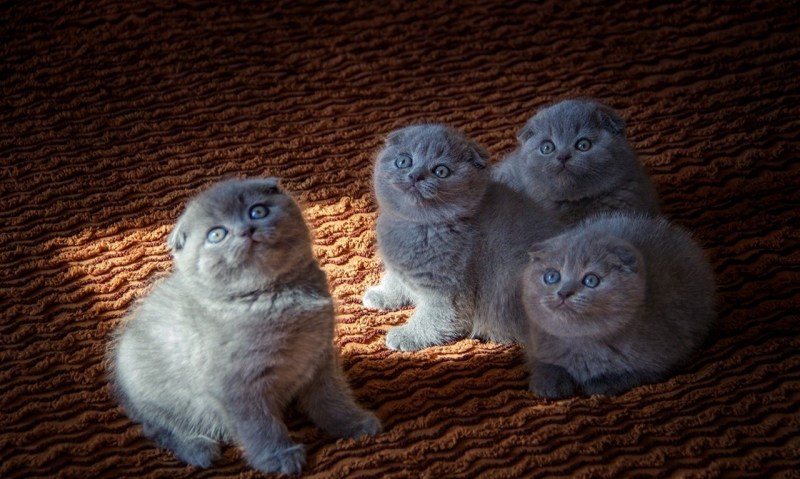Шотланская Веселуха кошка
