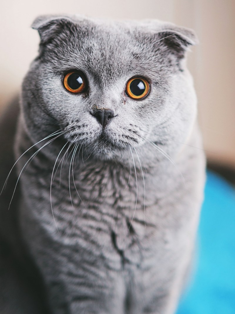 Британский вислоухий кот