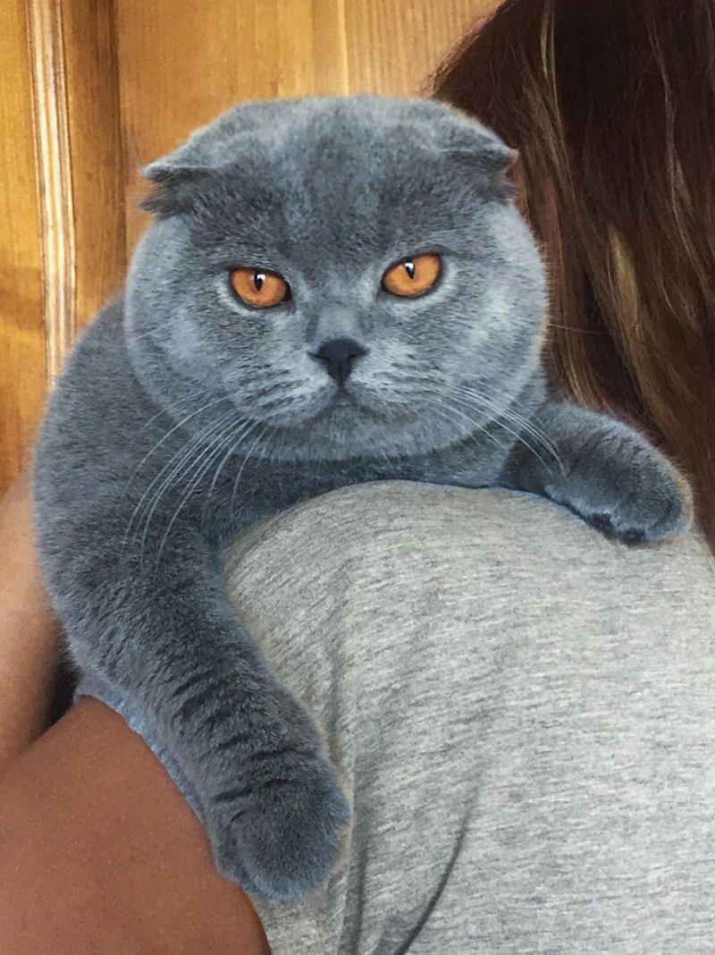 Шотландская вислоухая кошка