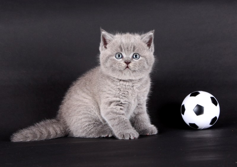 Шотландский вислоухий кот серый