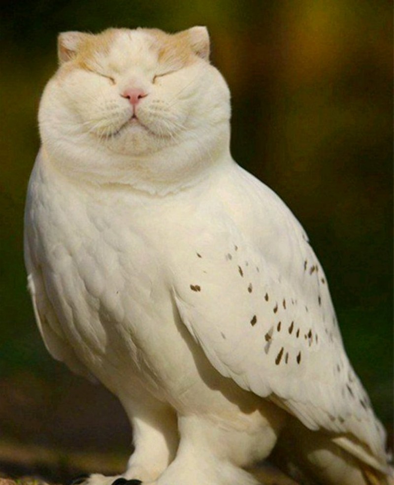 Кот с птицей на голове