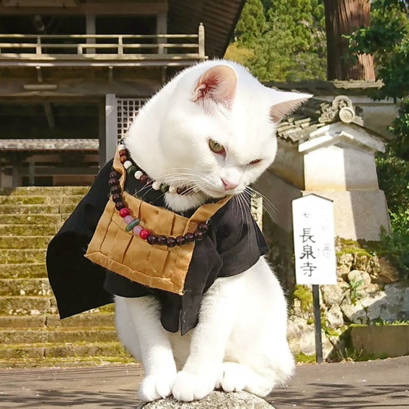 Кошачий храм в Киото