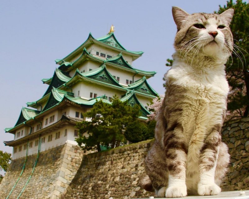Японский кот