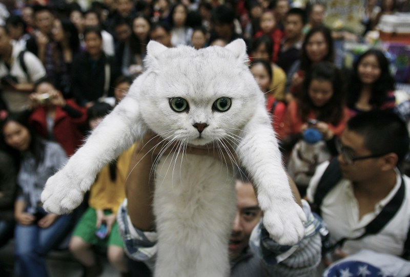 Коты китайцы