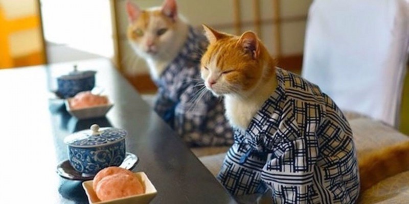 Кошки с чаем японские