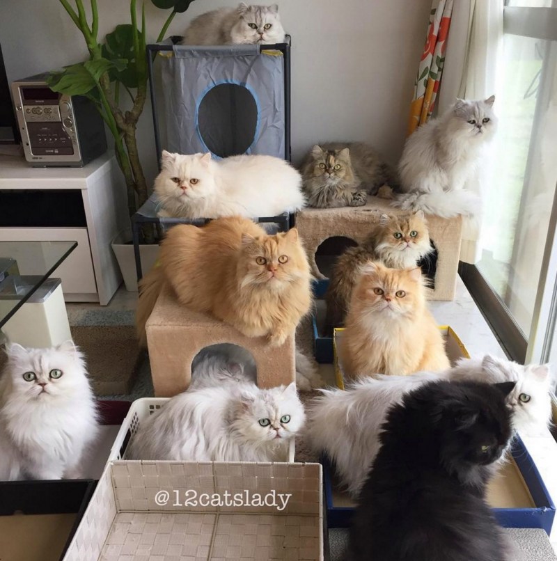 12 Персидских кошек