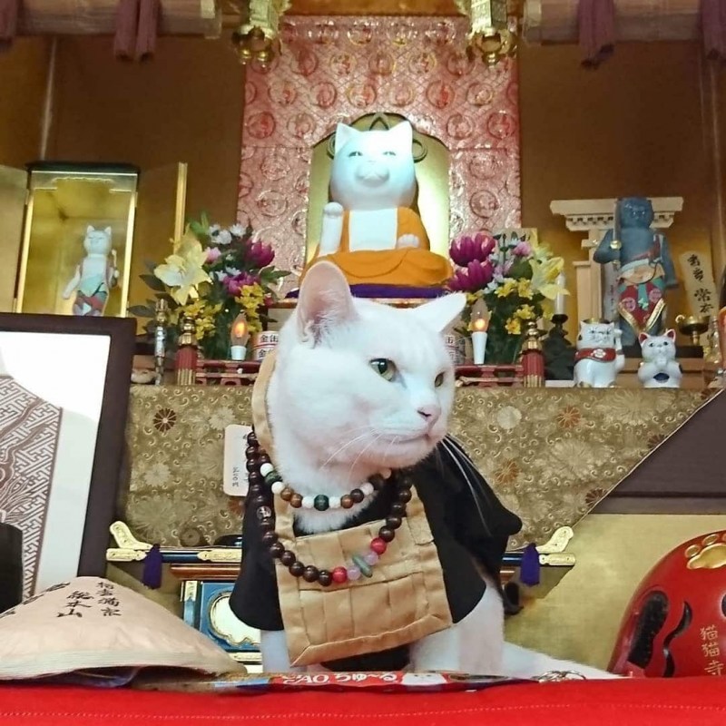Кошачий храм в Японии