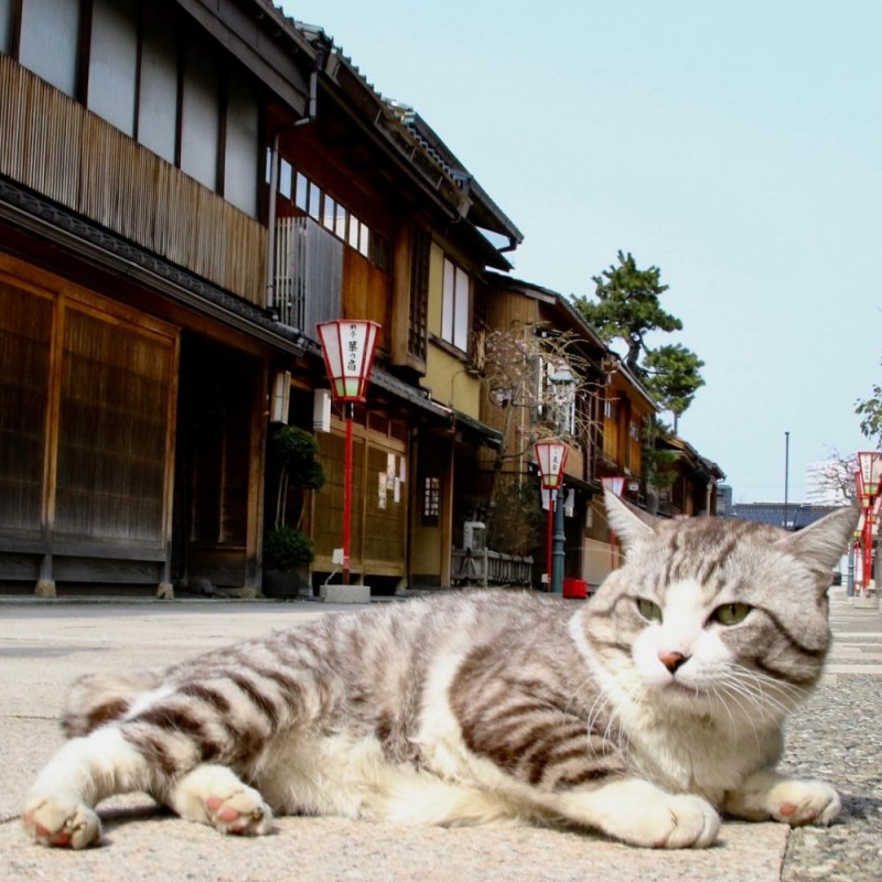 Коти Япония