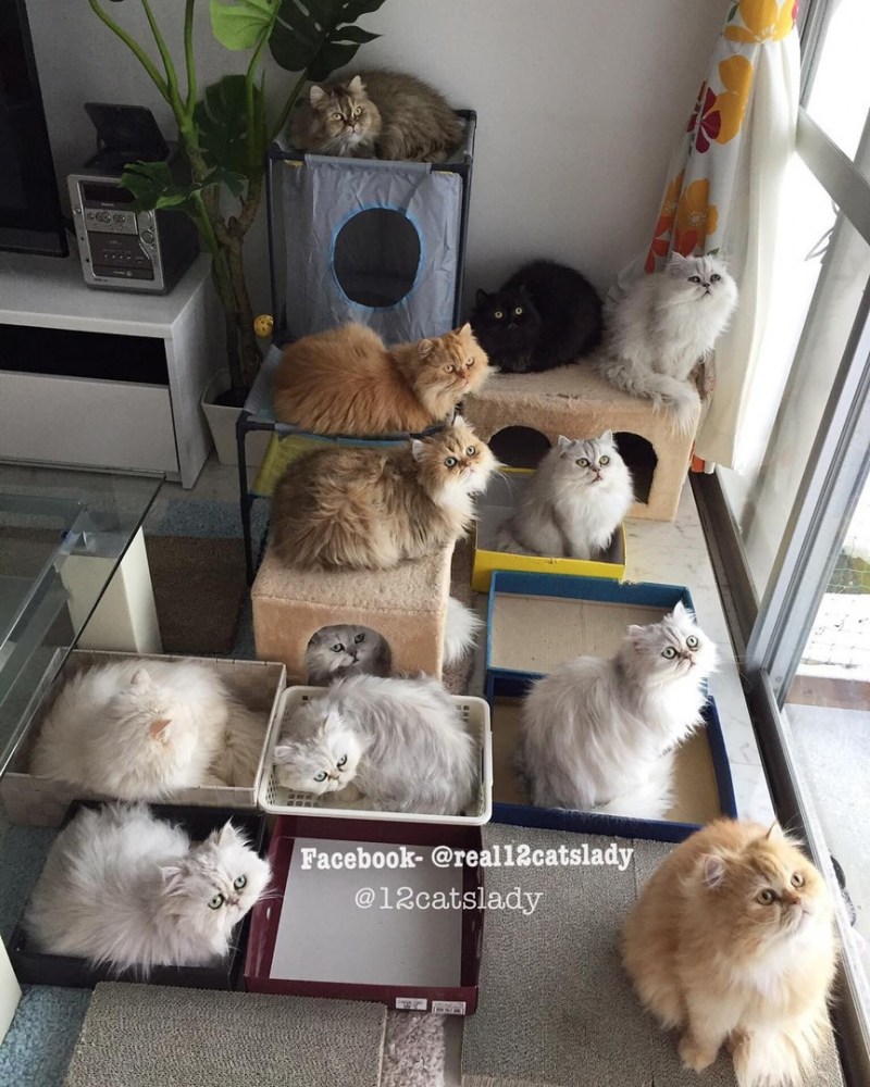 Эстетика кошатника