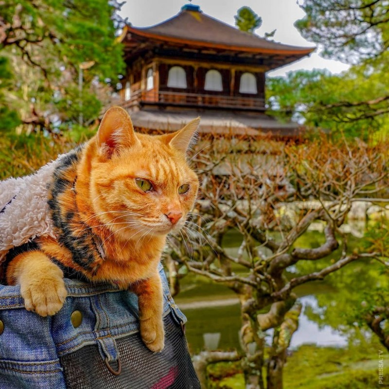 Кот Япония