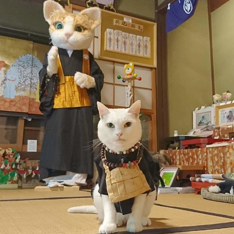 Кагосима храм кошек