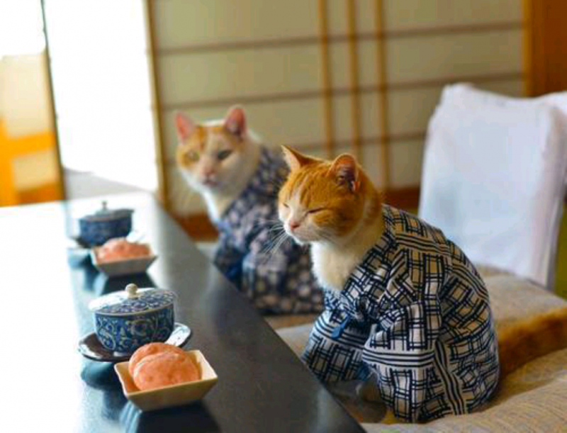 Котики в Японии
