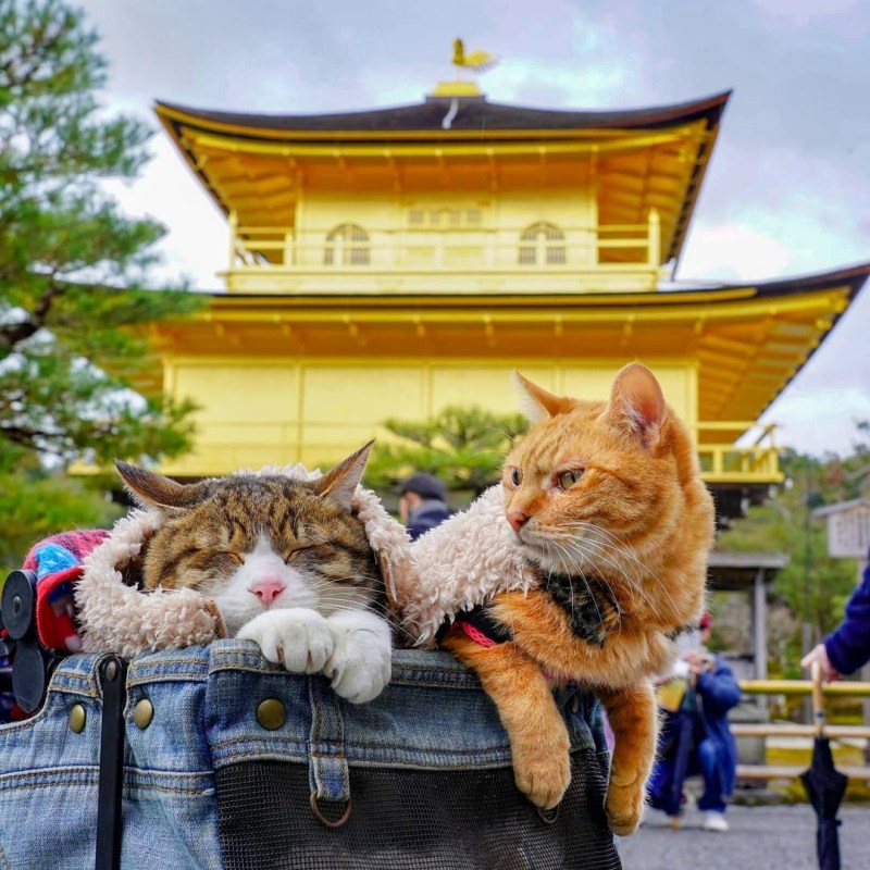 Коты в Японии