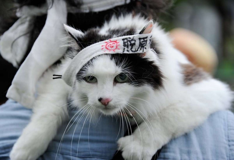 Кот японец
