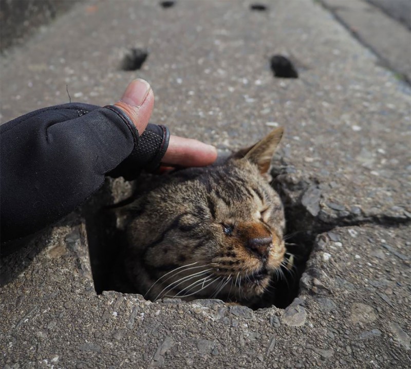 Бродячий кот