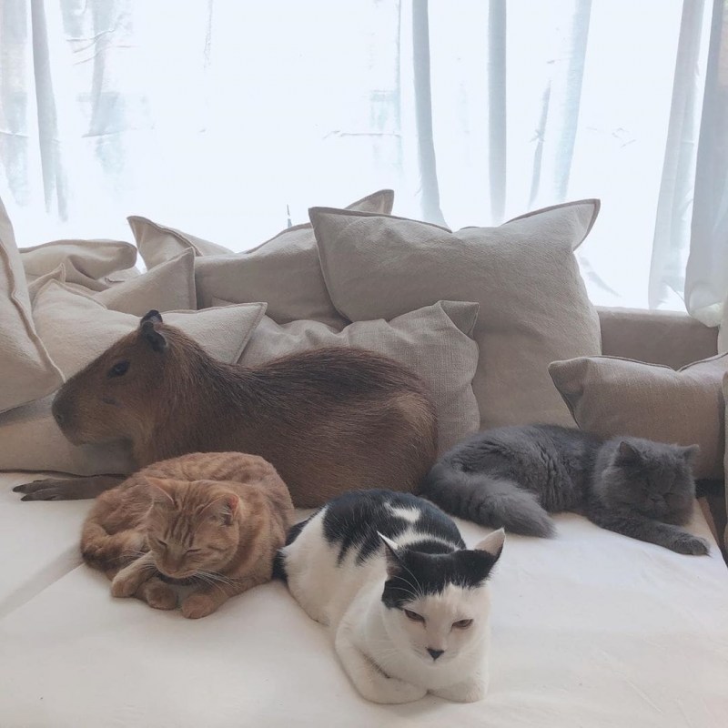 Помочь котокафе в котором проживают котики