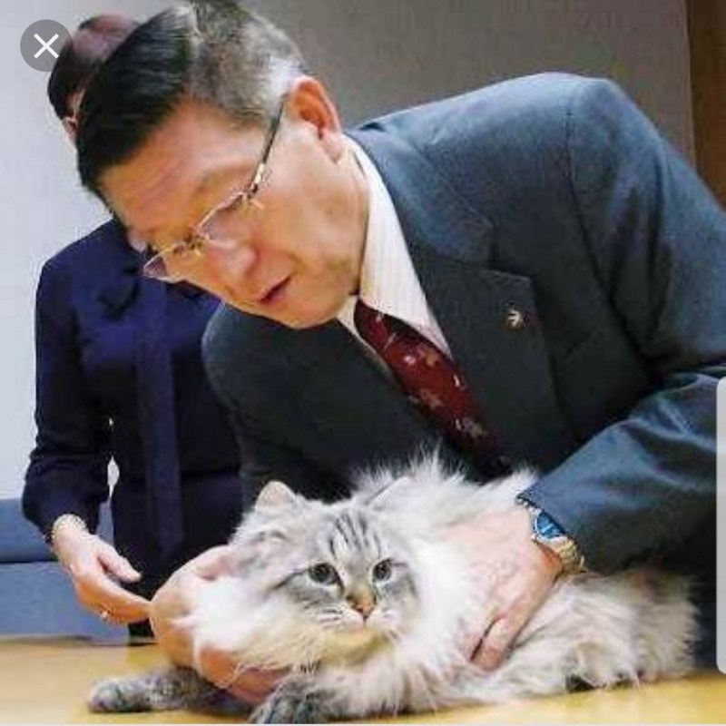 Сибирский кот по кличке мир