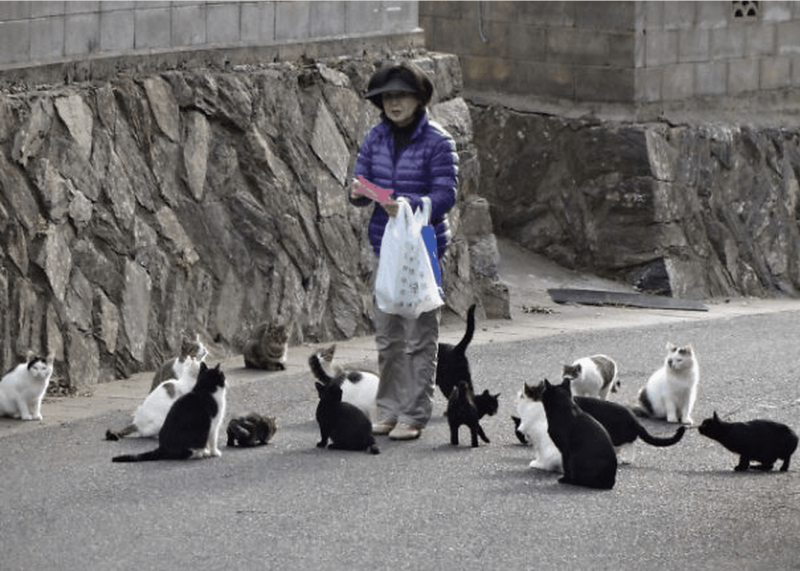 Кошачий остров в Таиланде