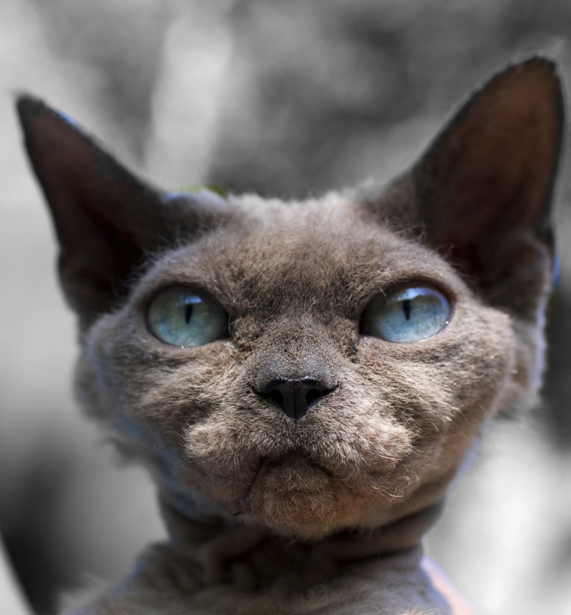 Коты породы Девон рекс