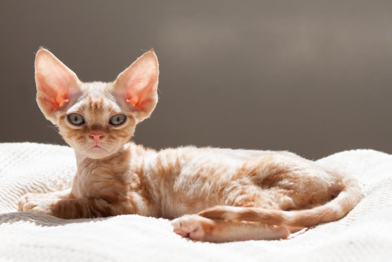 Котята породы Девон рекс