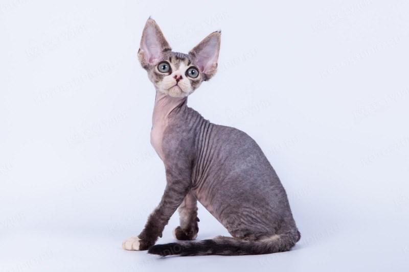 Коты Девон рекс