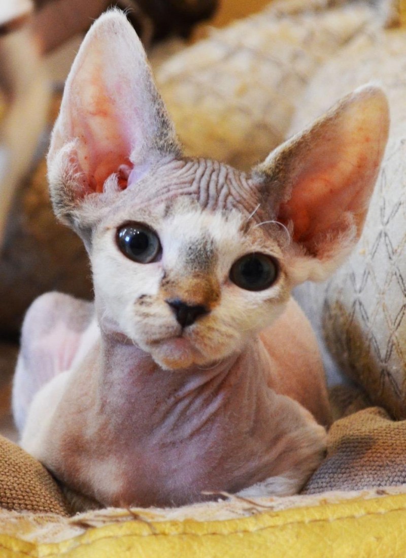 Котята породы Девон рекс