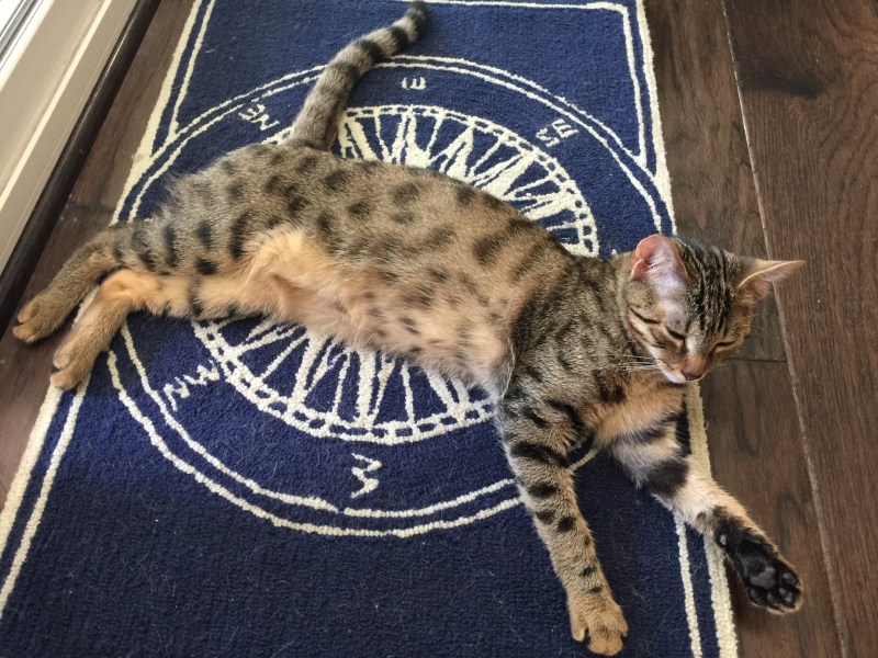 Египетская МАУ кошка