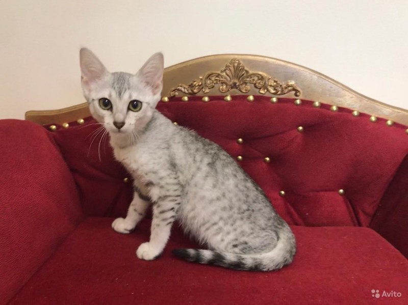 Кот Египетский МАУ