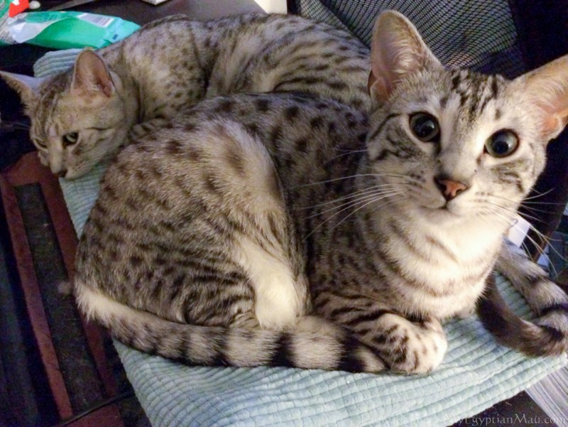 Египетская МАУ кошка
