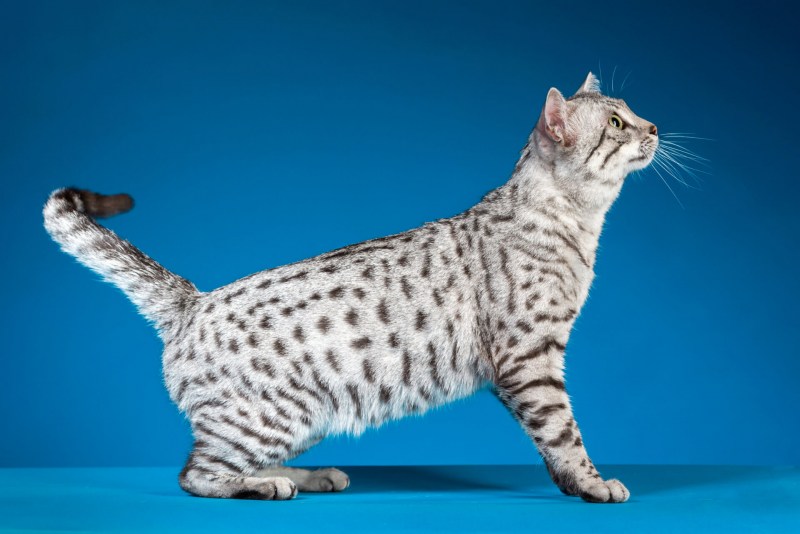 Египетская МАУ кошка