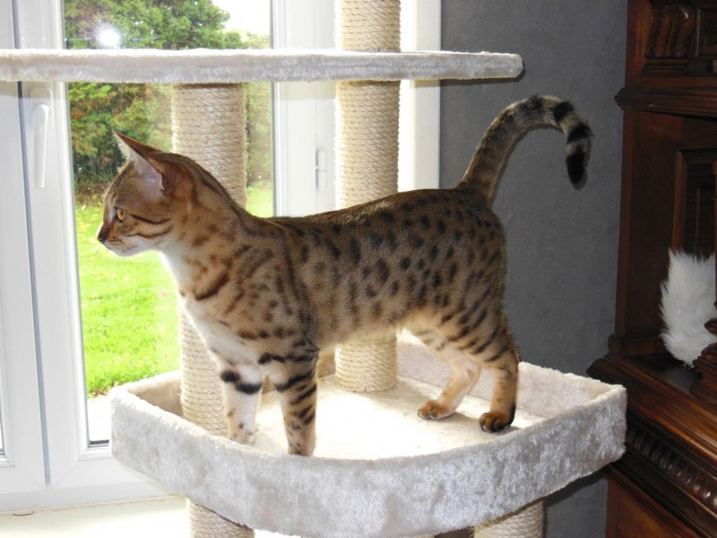 Калифорнийская сияющая кошка