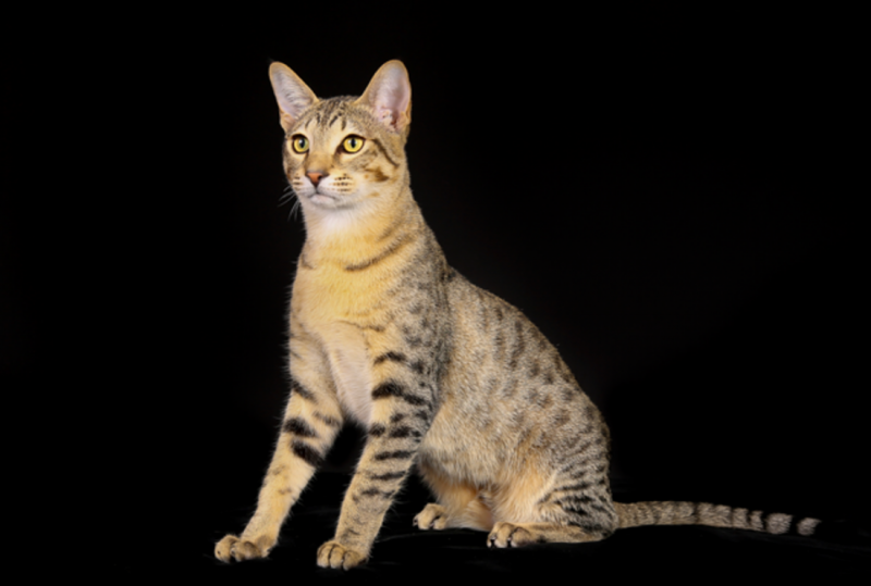 Коты породы Египетский МАУ