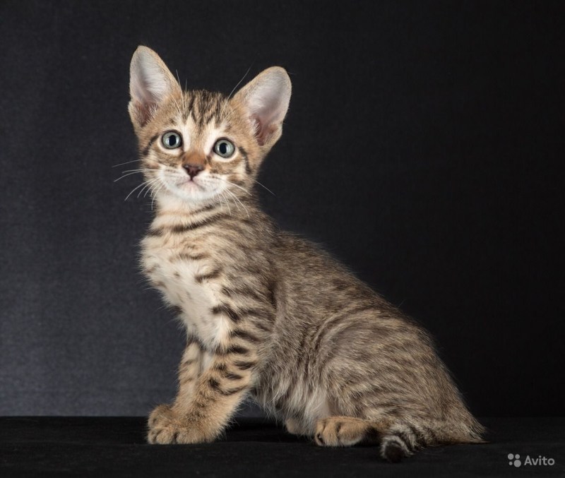 Египетский МАУ кличка кота