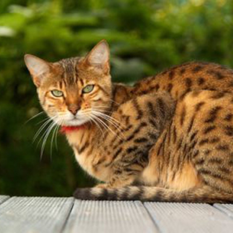 Котята породы Оцикет