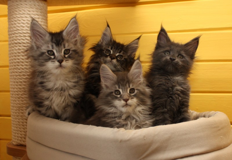 Кошка Мейн кун с котятами