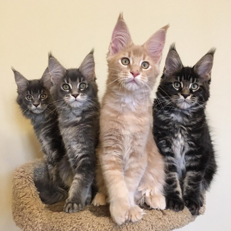 Кот Мейн кун