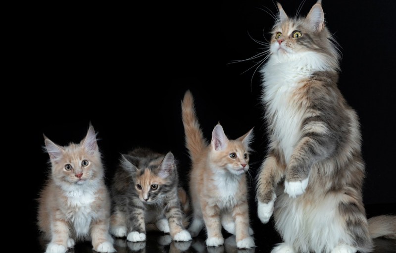 Кошка Мейн кун с котятами