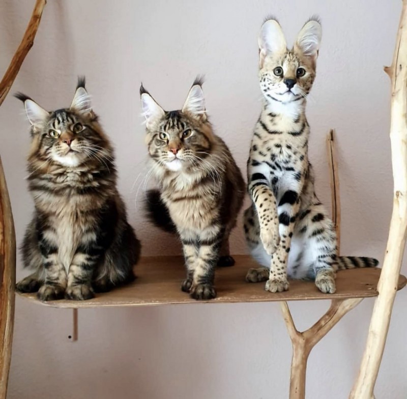 Кот Мейн кун фото