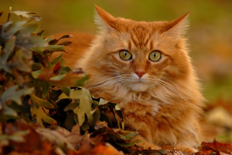 Рыжий кот