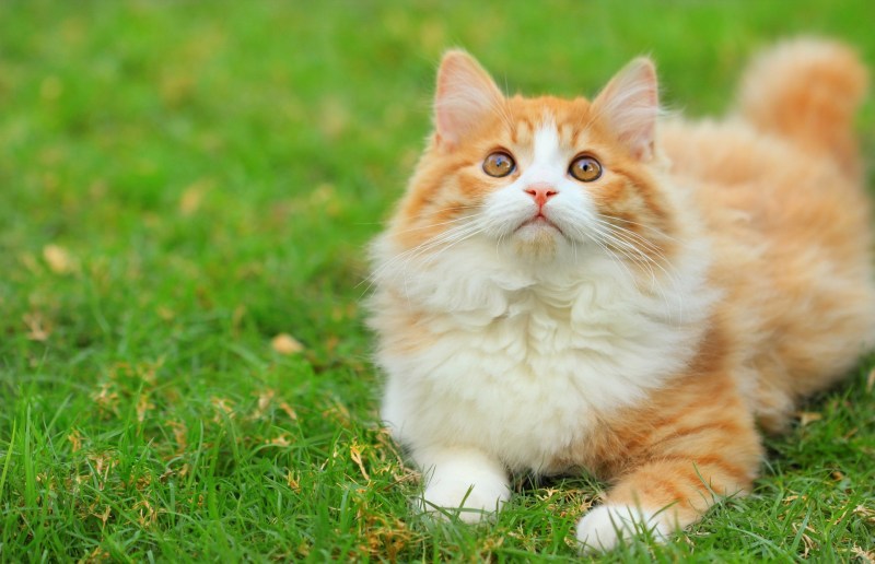 Манчкин кошка рыжая