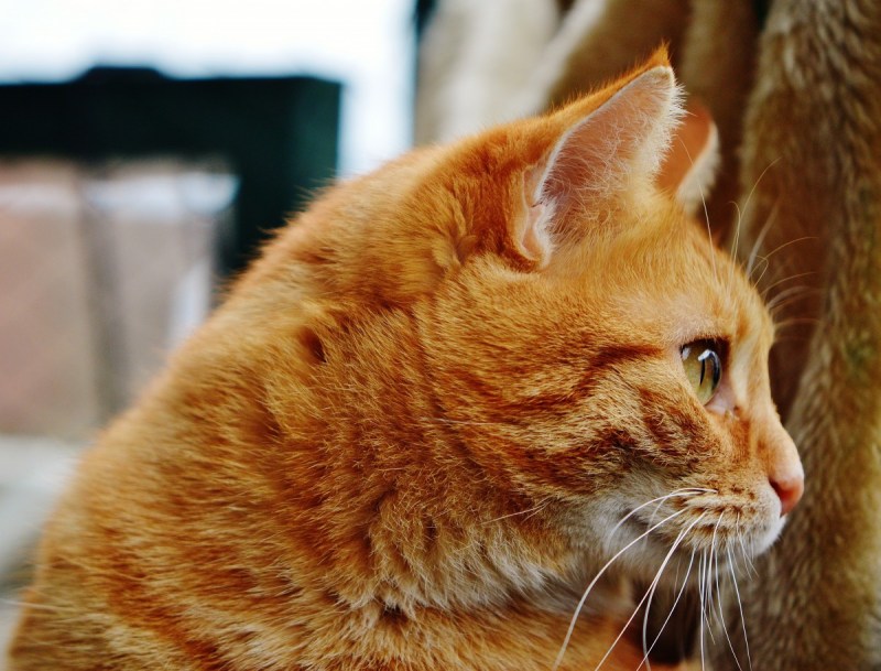 Европейская короткошерстная рыжая