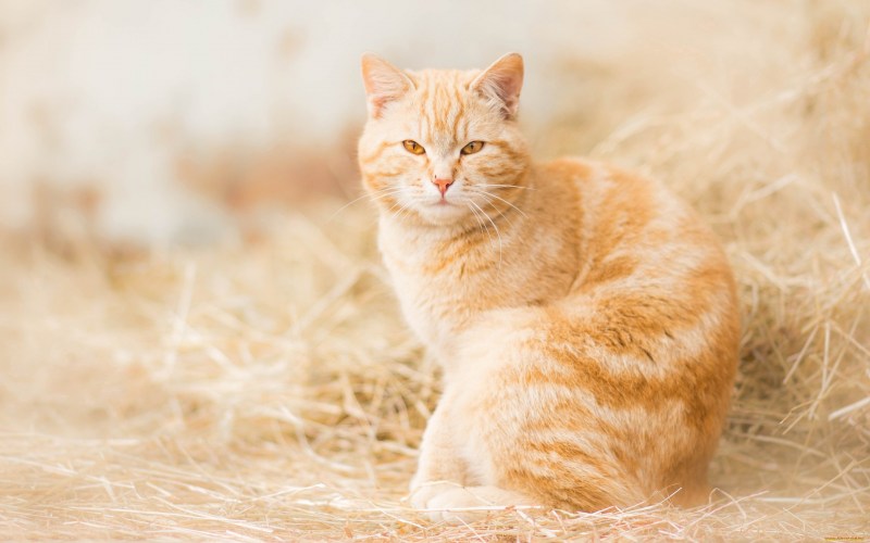Красивые рыжие коты